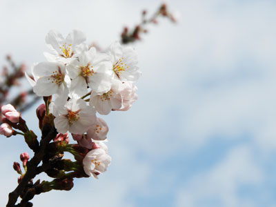 別所の桜並木道の桜1