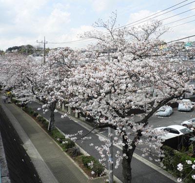 別所の桜並木道の桜2