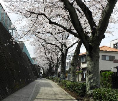 別所の桜並木道その3