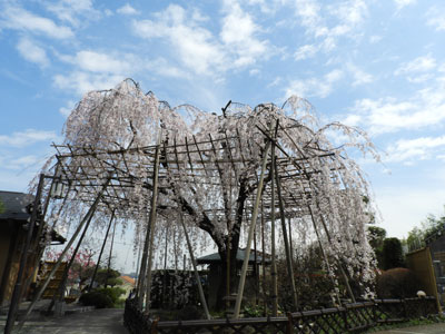 普門院の枝垂れ桜その1