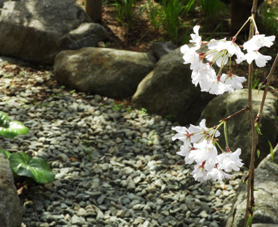 普門院の枝垂れ桜その3