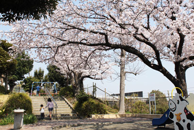 別所第四公園の桜その1