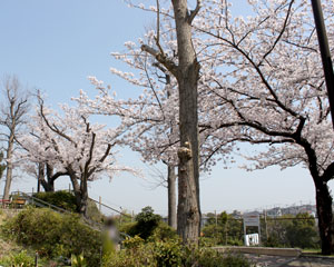 別所第四公園の桜その2