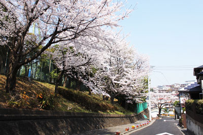 別所小学校の桜その1