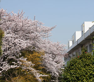 別所小学校の桜その2