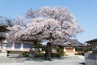 弘誓院の春に咲く桜