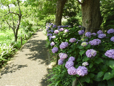 こども植物園のアジサイ