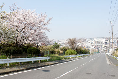 稲荷坂の桜