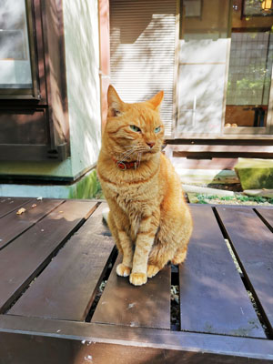 看板猫のトラちゃん