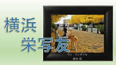 写真サークル「横浜栄写友」の皆さんの作品