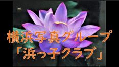横浜写真グループ「浜っ子クラブ」の皆さんの作品