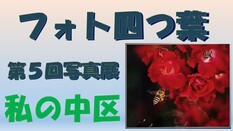 「フォト四つ葉」の皆さんの作品
