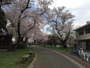 柏葉公園
