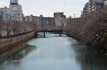 2020年3月17日の大岡川の桜の写真2