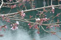 2020年3月17日の大岡川の桜の写真3