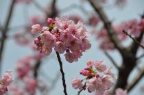 2020年3月17日の大岡川の桜の写真4