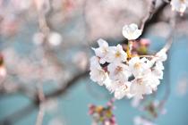 2020年3月26日の大岡川の桜の写真1