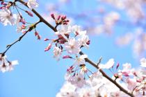 2020年3月26日の大岡川の桜の写真2