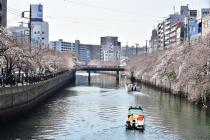 2020年3月26日の大岡川の桜の写真4