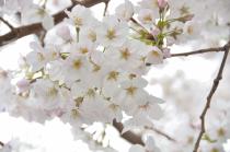 2020年3月31日の大岡川の桜の写真1
