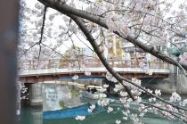 2020年3月31日の大岡川の桜の写真2
