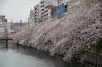 2020年3月31日の大岡川の桜の写真3