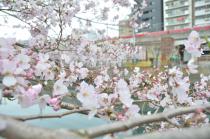 2020年3月31日の大岡川の桜の写真4