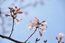 2021年3月17日の大岡川の桜の写真1