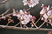 2021年3月17日の大岡川の桜の写真3