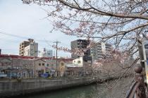 2021年3月17日の大岡川の桜の写真4