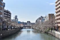 2021年3月23日の大岡川の桜の写真1