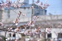 2021年3月23日の大岡川の桜の写真3