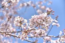 2021年3月23日の大岡川の桜の写真4