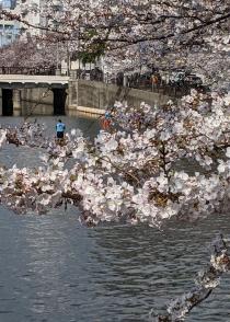 2021年3月26日の大岡川の桜の写真3