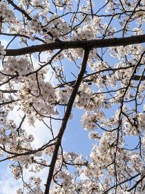 2021年3月26日の大岡川の桜の写真4