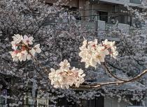 2021年3月26日の大岡川の桜の写真2