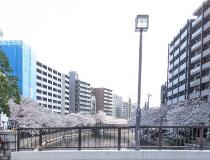 2021年3月26日の大岡川の桜の写真1