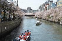 2021年3月31日の大岡川の桜の写真1