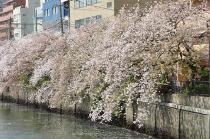 2021年3月31日の大岡川の桜の写真2