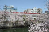 2021年3月31日の大岡川の桜の写真3