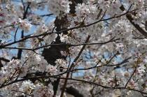 2021年3月31日の大岡川の桜の写真4