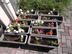 富士見台小学校の花壇の写真