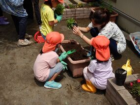 南浅間保育園における花植えの写真