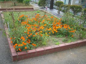 宮谷小学校の花壇の写真
