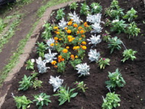 戸部小学校の花壇の写真