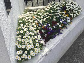 岩井原中学校の花壇の写真