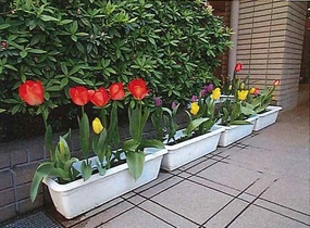 戸部本町地域ケアプラザのプランターの写真