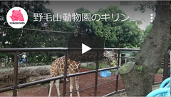 野毛山動物園のキリン 「そら」と「モミジ」と ときどき「ココロ」(イメージ)