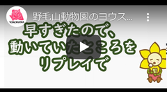 野毛山動物園のヨウスコウワニ いつ動いているか知ってる？(イメージ)
