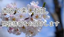 西区で楽しむ花~開花情報をお届けします~